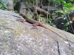 Image of Gadow's Anole