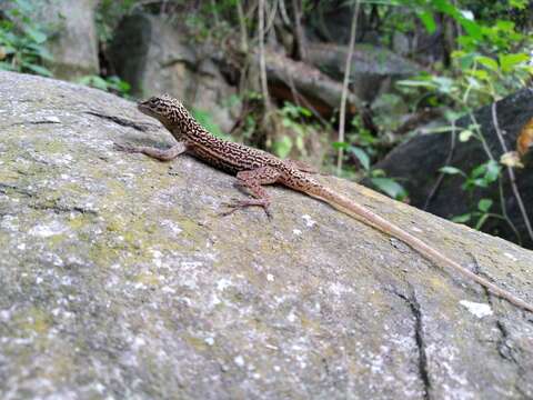 Imagem de Anolis gadovii Boulenger 1905