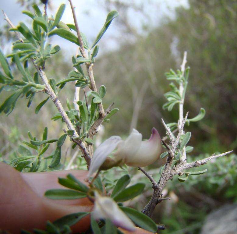 Image of Wiborgia tenuifolia E. Mey.