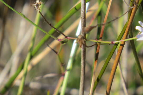 Слика од Symphyotrichum tenuifolium var. aphyllum (R. W. Long) S. D. Sundberg