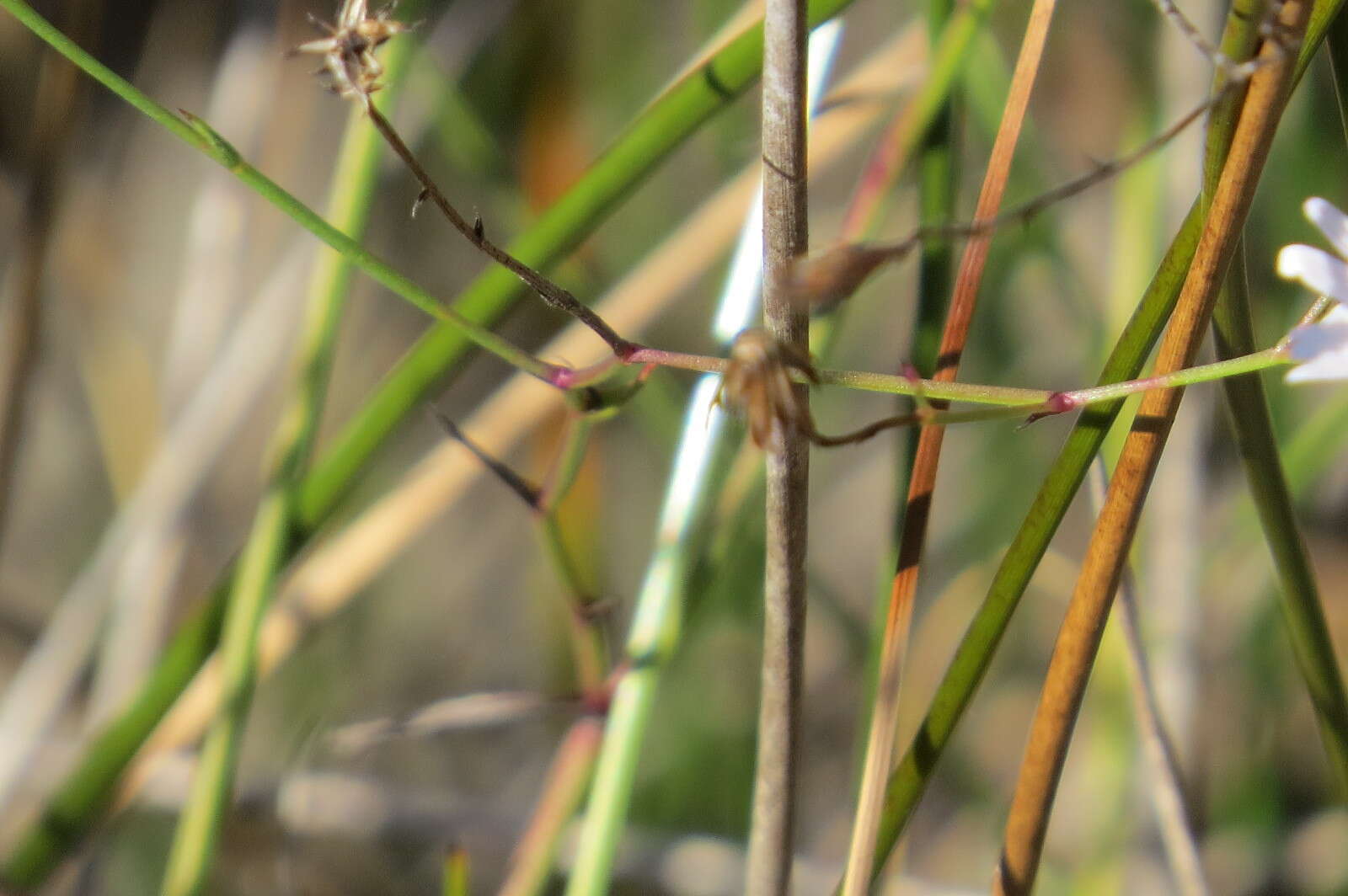 Image of Brace's aster