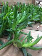 Image of Carpobrotus N. E. Br.