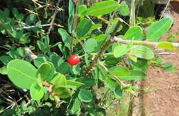 Image of Erythroxylum delagoense Schinz.