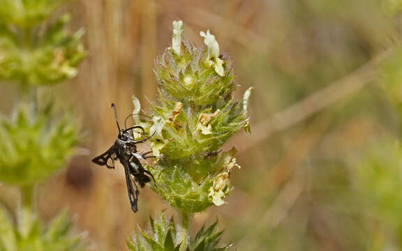 Image of Pyropteron affinis (Staudinger 1856)