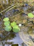 Слика од Nymphoides aquatica (J. F. Gmel.) Kuntze