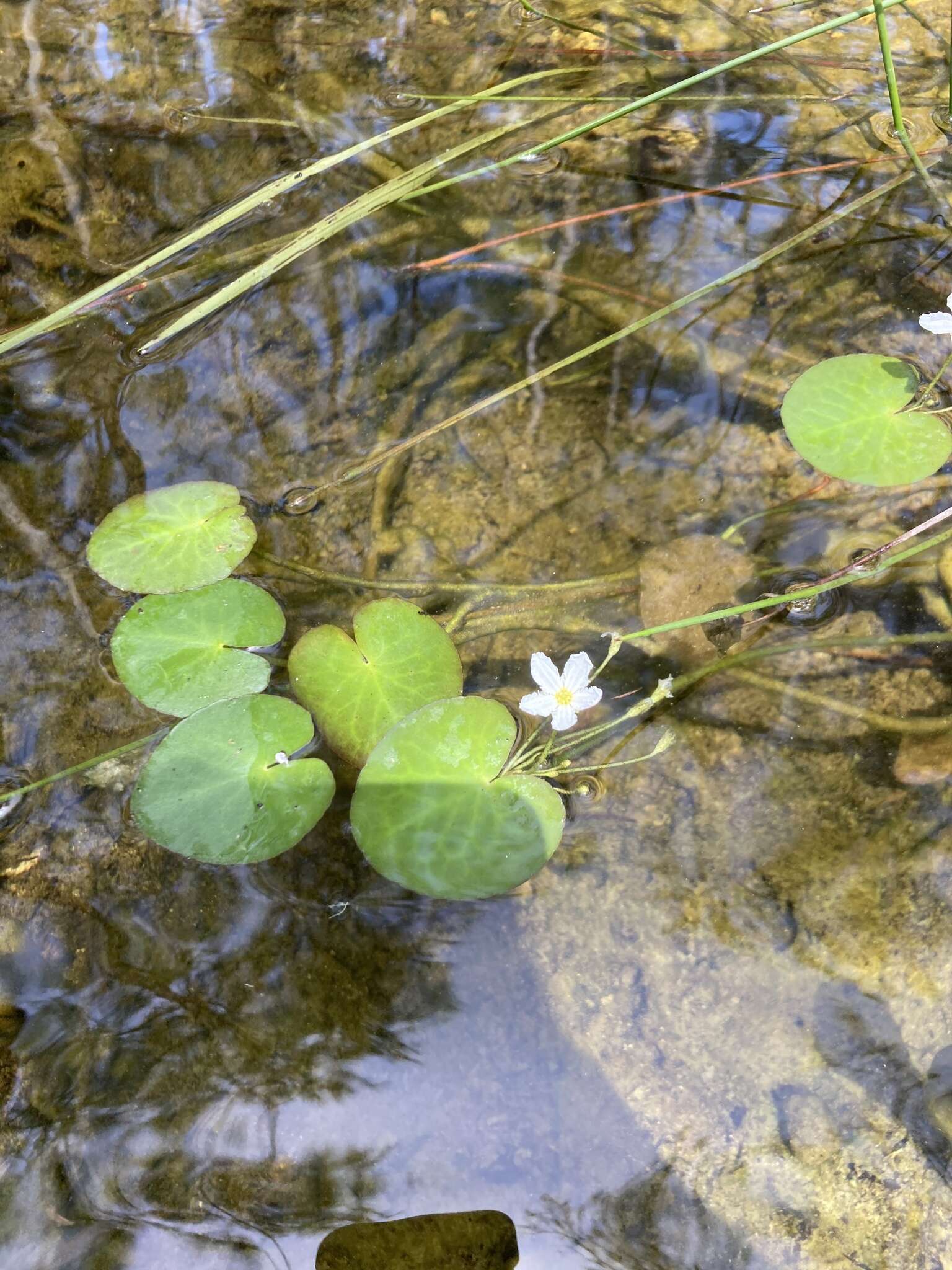 Слика од Nymphoides aquatica (J. F. Gmel.) Kuntze