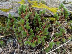 Image of Hansen's spikemoss