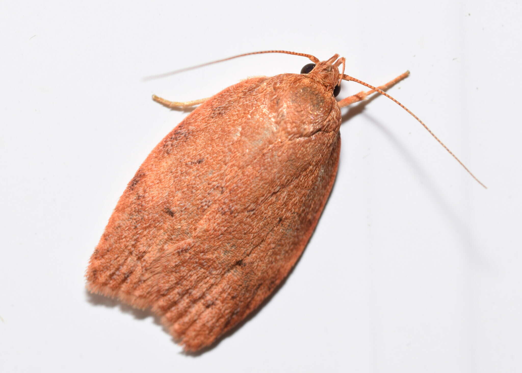 Image de Prionocris acmaea Meyrick 1888