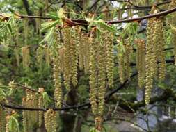 Image of Carpinus betulus L.