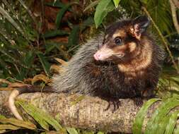 Image of Big-eared Opossum