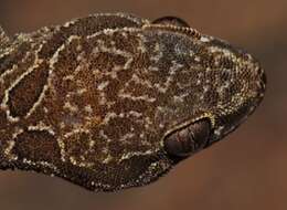 Image of Inland Thick-toed Gecko