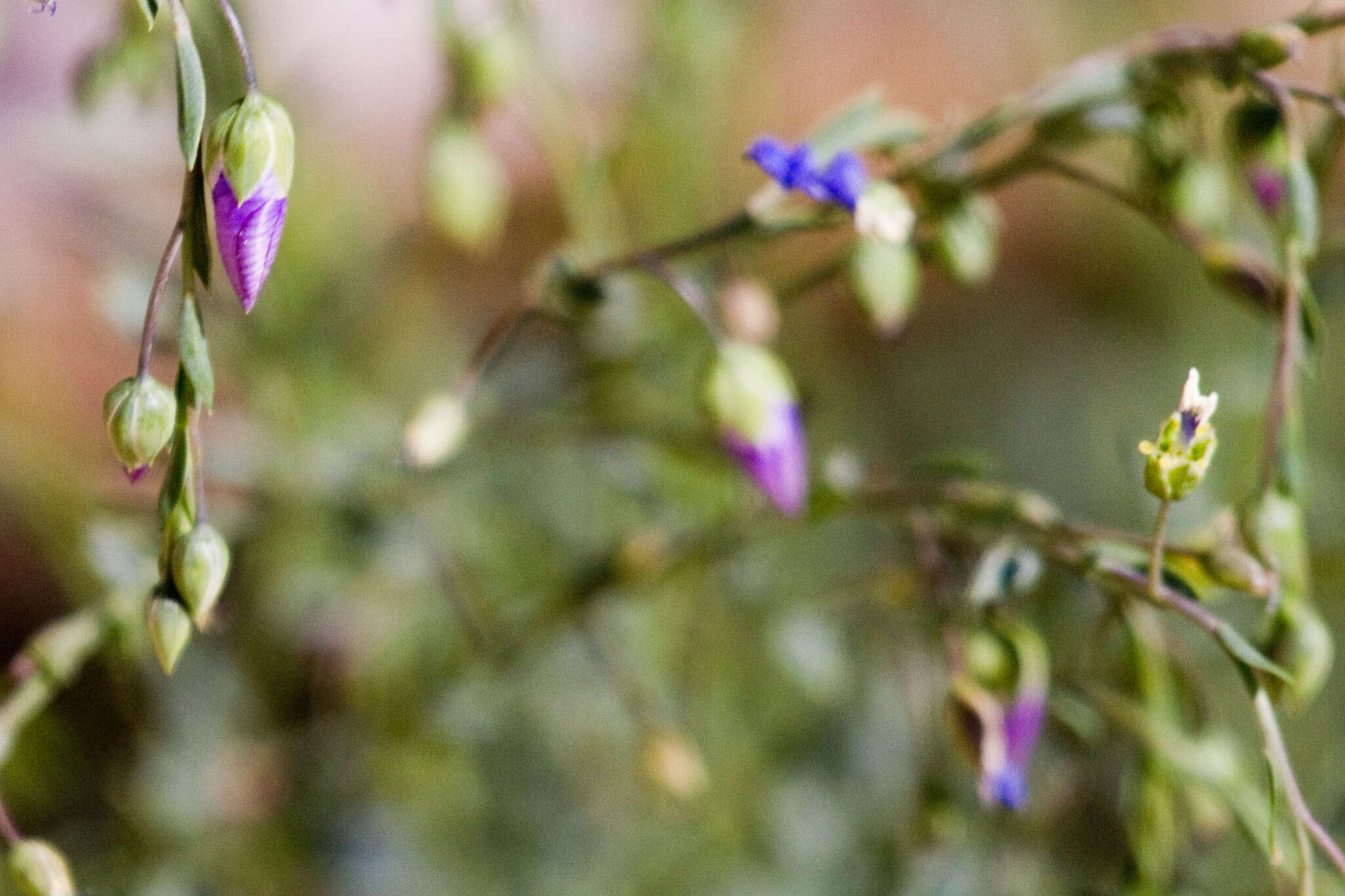 Imagem de Linum lewisii Pursh