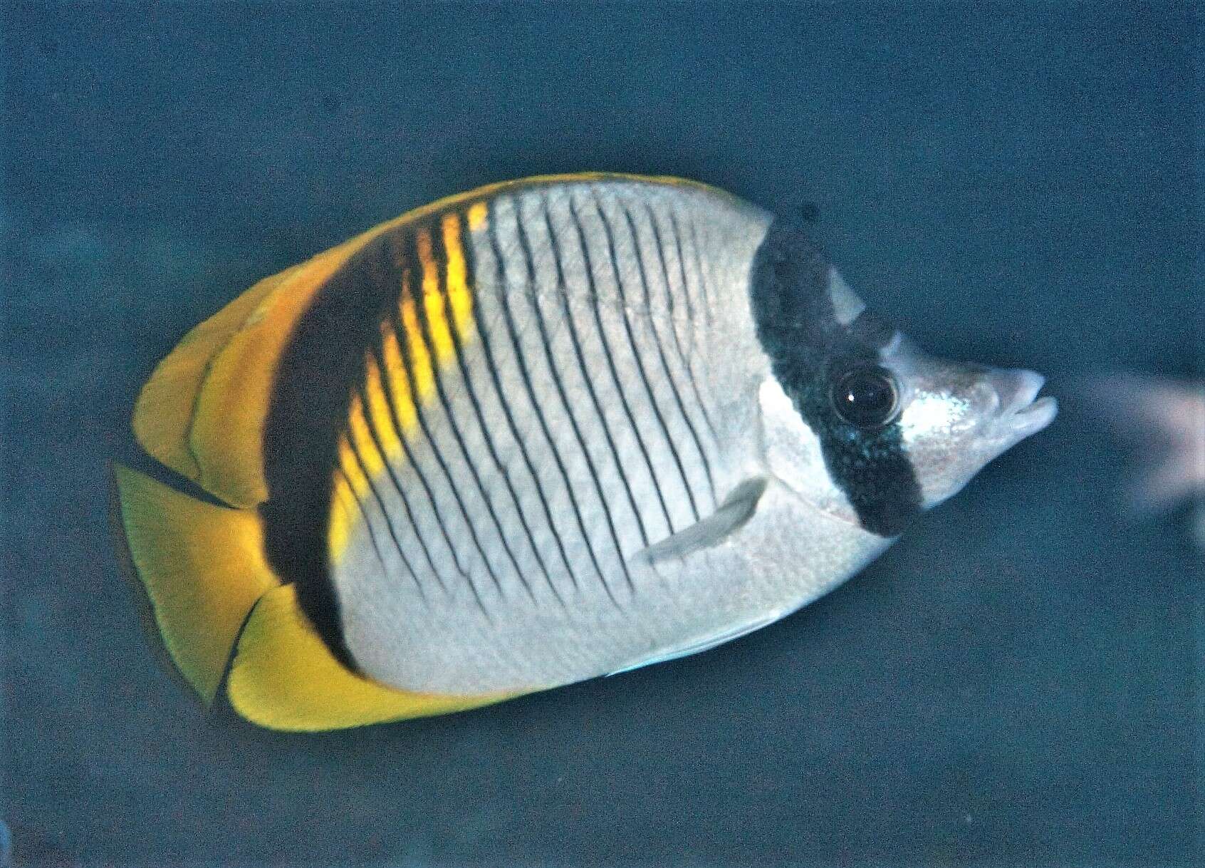 Chaetodon lineolatus Cuvier 1831 resmi