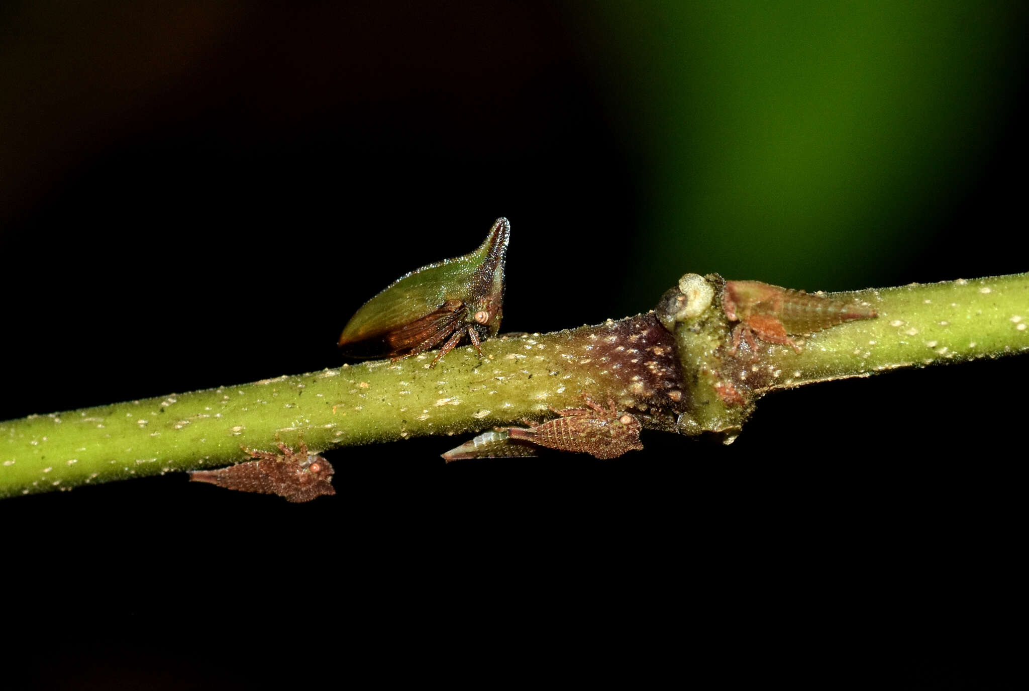 Image of Hemiptycha obtecta Fabricius