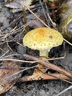 Image of Pholiota lucifera (Lasch) Quél. 1872