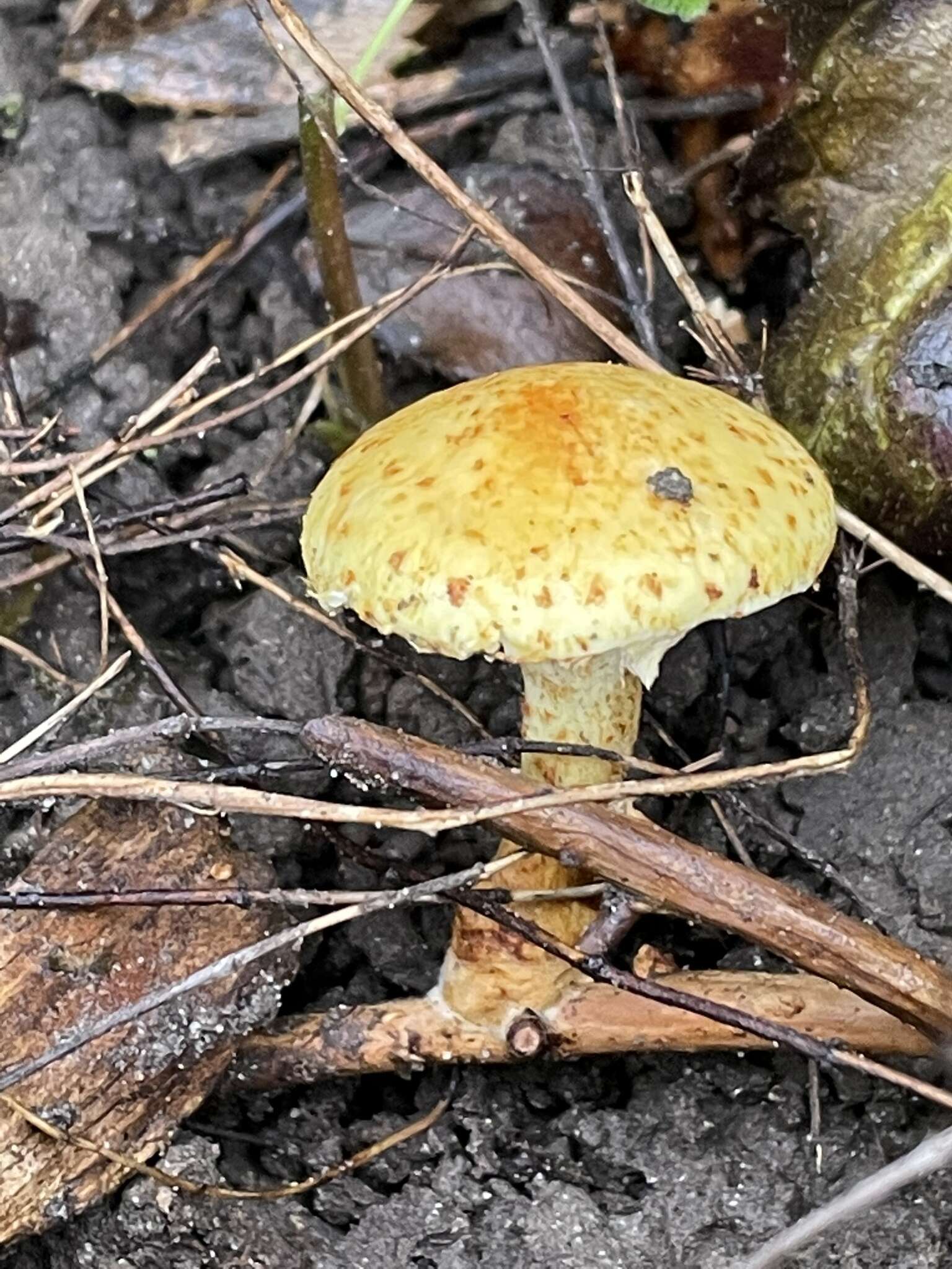 Imagem de Pholiota lucifera (Lasch) Quél. 1872