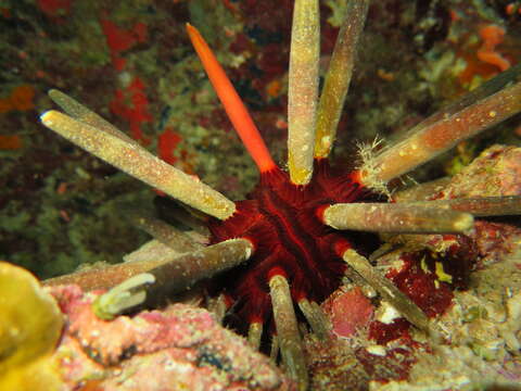 Image of Imperial urchin