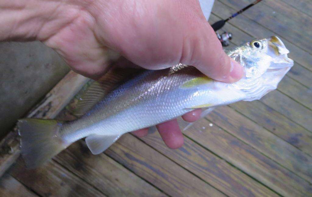 Image of Sand Seatrout