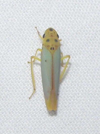 Image of Graphocephala distanti (Metcalf 1965)