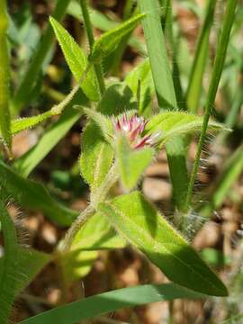 Image of Nelsia quadrangula (Engl.) Schinz