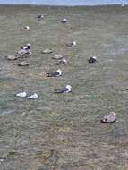 Image of Larus pacificus pacificus Latham 1801