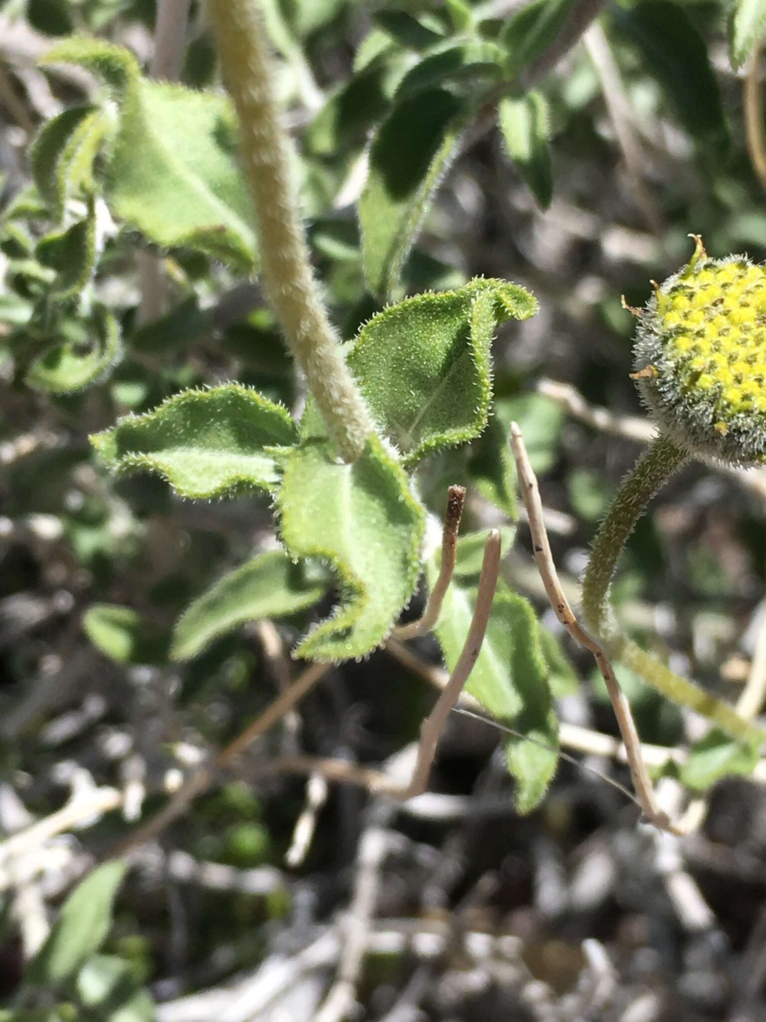 Sivun Encelia virginensis A. Nels. kuva