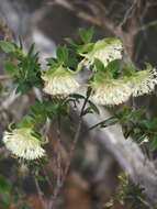 Image of Pimelea lehmanniana Meissn.