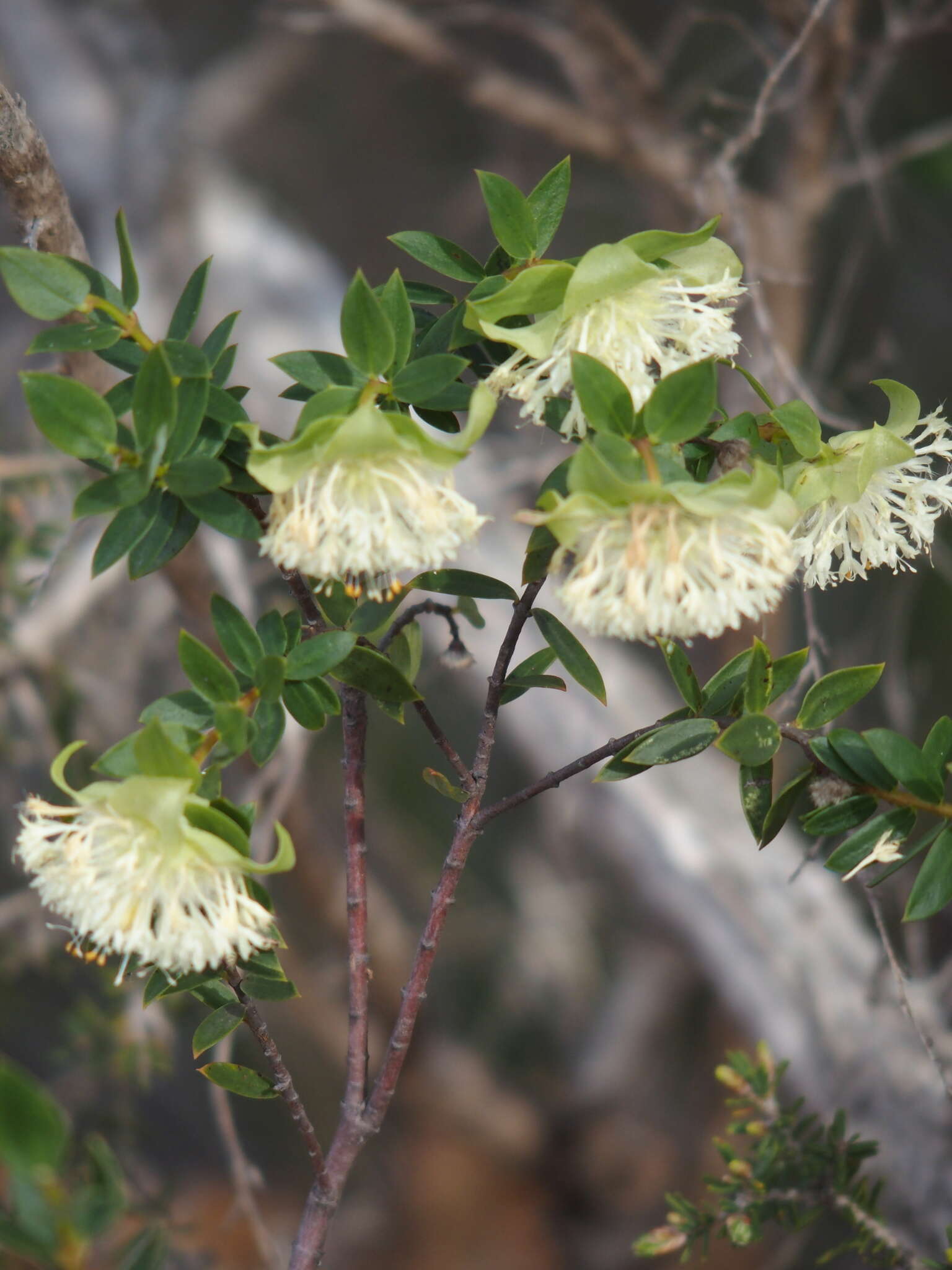 Image of Pimelea lehmanniana Meissn.