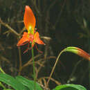 Image of Alstroemeria radula Dusén