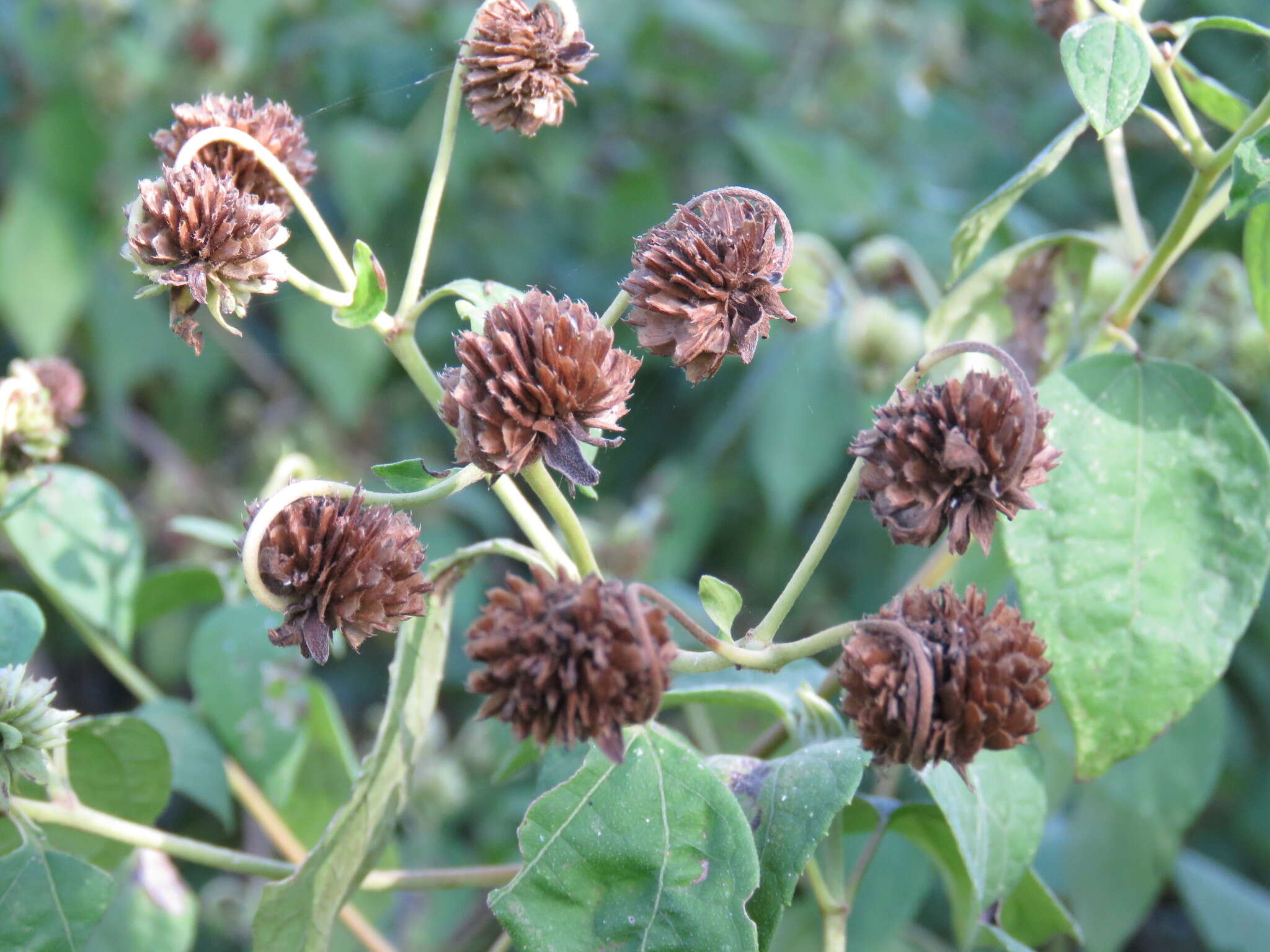 Image of Montanoa atriplicifolia (Pers.) Sch. Bip.