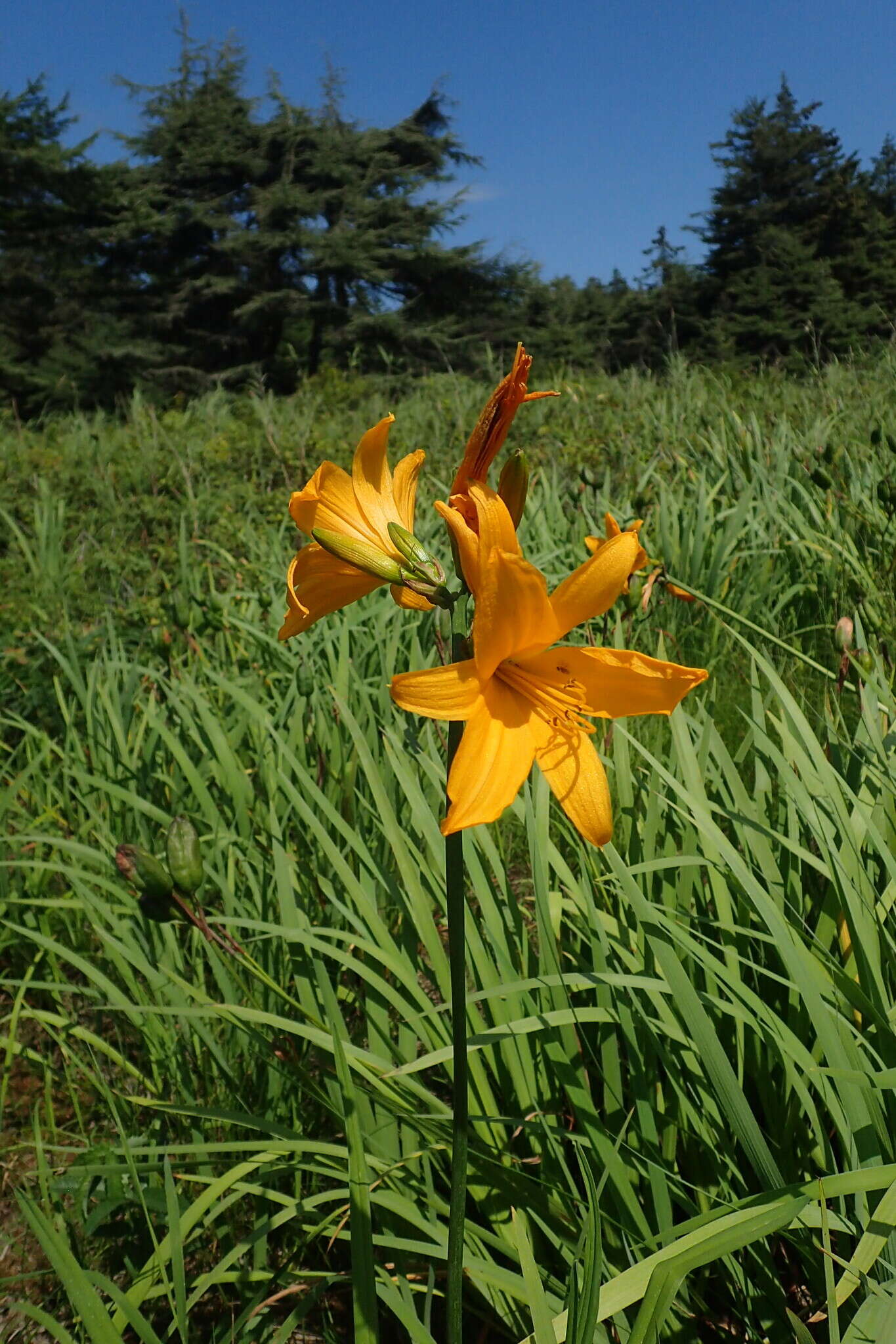 Image of Amur daylily