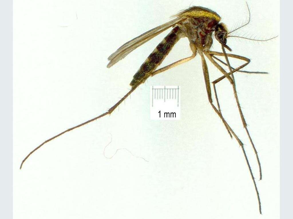 Image of Aedes lineatopennis (Ludlow 1905)