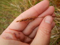 Image of Holm's reedgrass