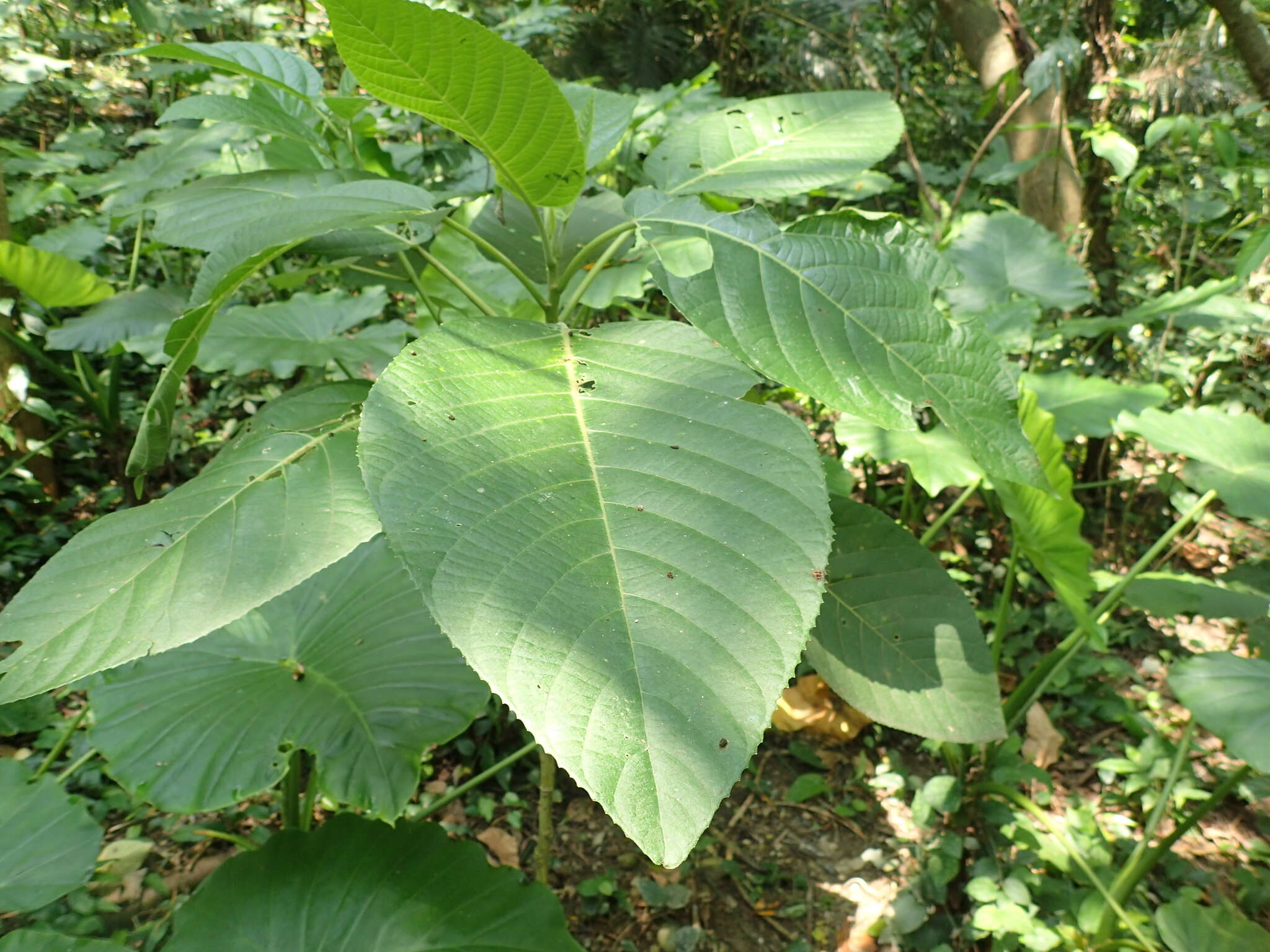 Image of Dendrocnide meyeniana (Walp.) Chew