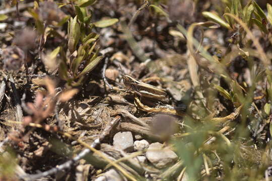 Image of Omocestus (Omocestus) petraeus (Brisout de Barneville 1856)