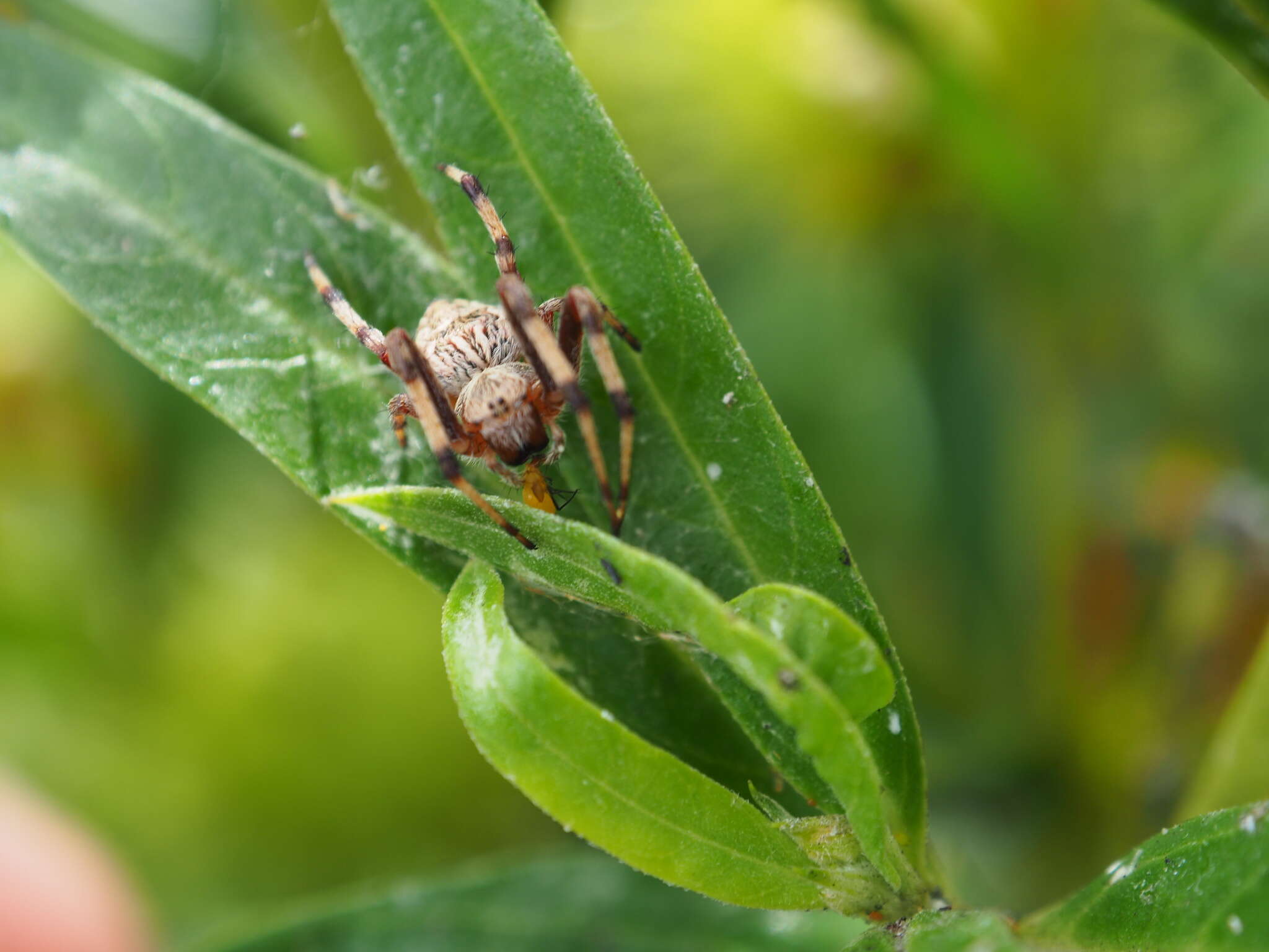 Image of Salsa fuliginata (L. Koch 1872)