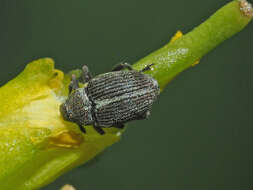 Слика од Ceutorhynchus typhae (Herbst & J. F. W. 1795)