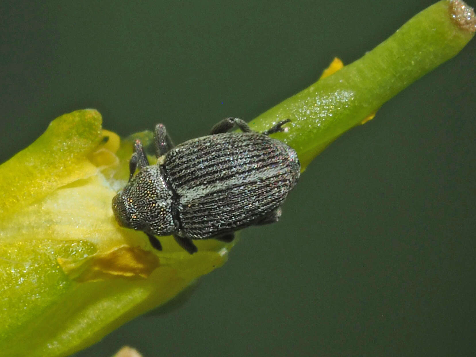 Слика од Ceutorhynchus typhae (Herbst & J. F. W. 1795)