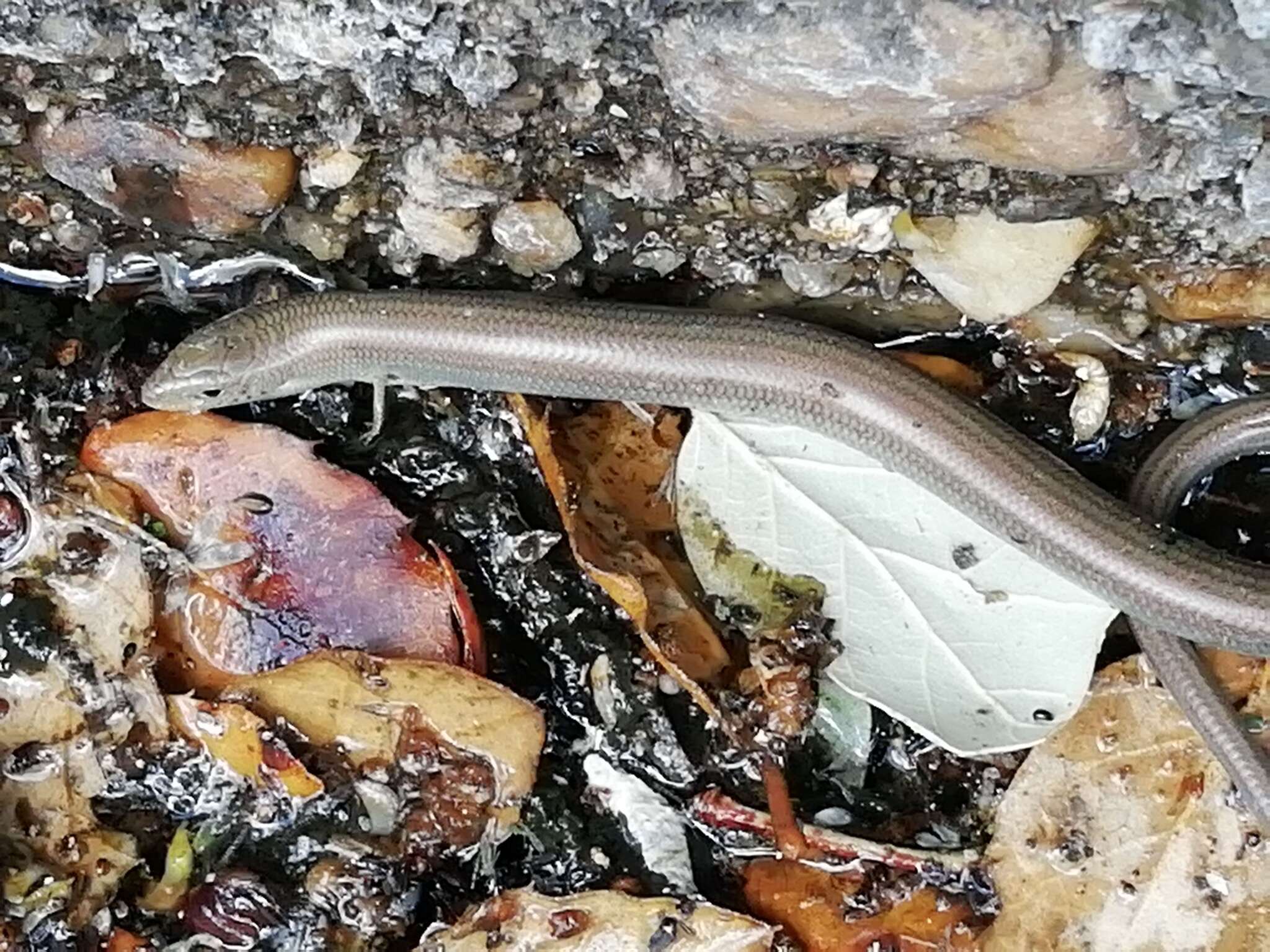 Image of Western Three-toed Skink