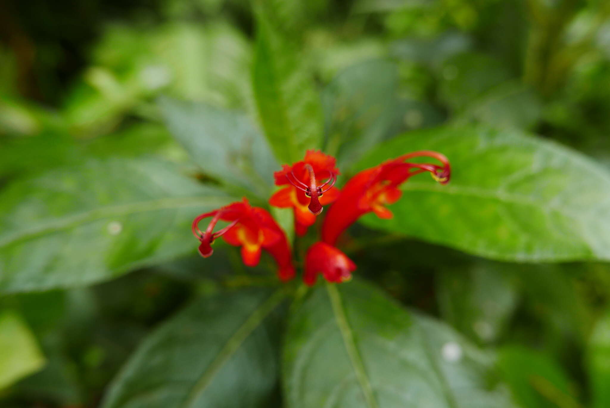 Image of Gesneria ventricosa Sw.