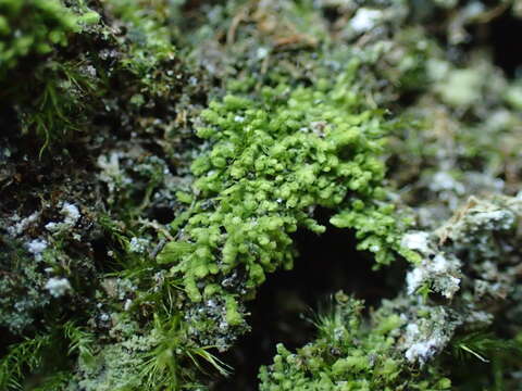 Plancia ëd Cololejeunea rossettiana (C. Massal.) Schiffn.