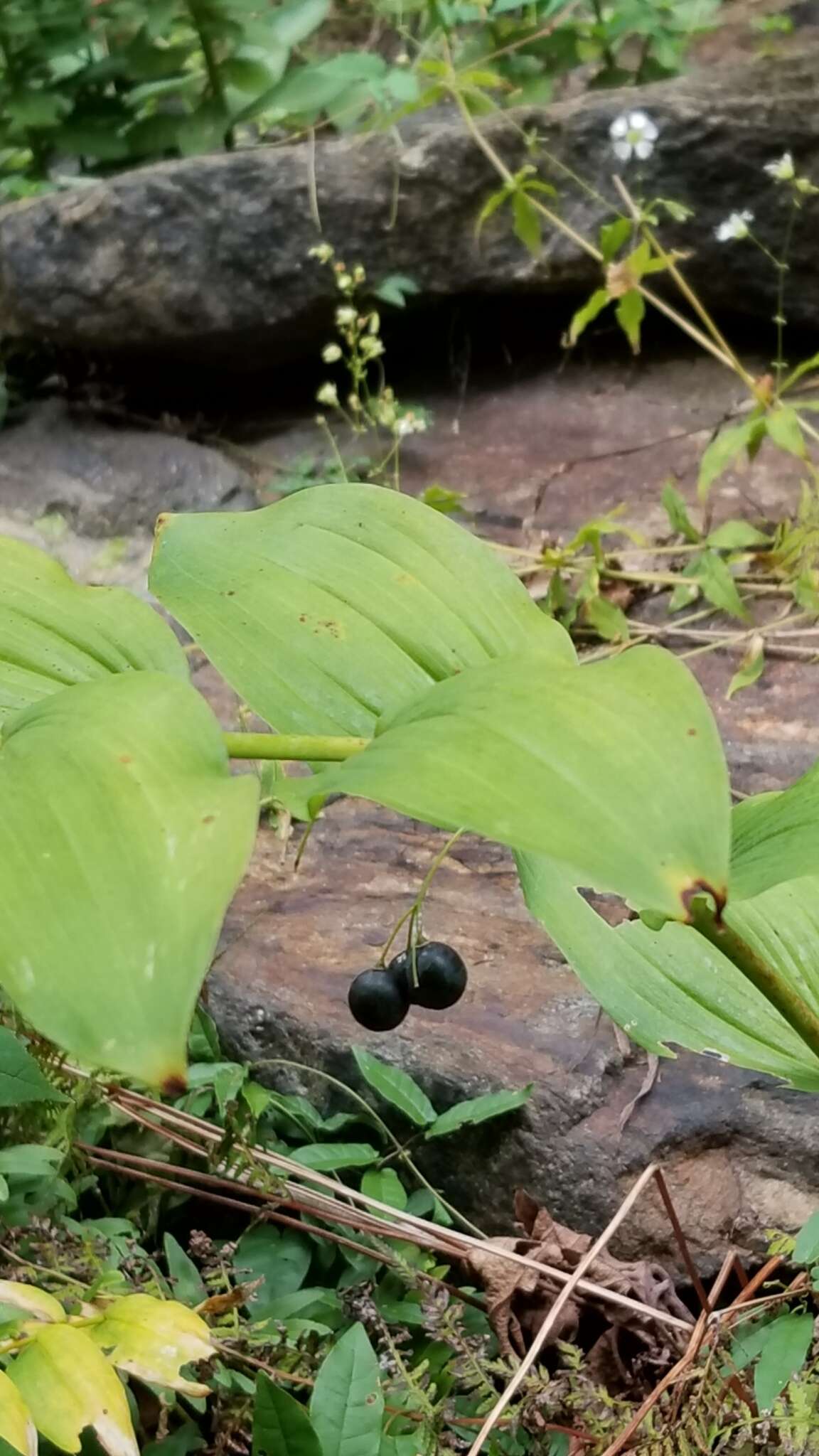 Image de Polygonatum biflorum (Walter) Elliott