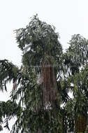 Image of Caryota maxima Blume