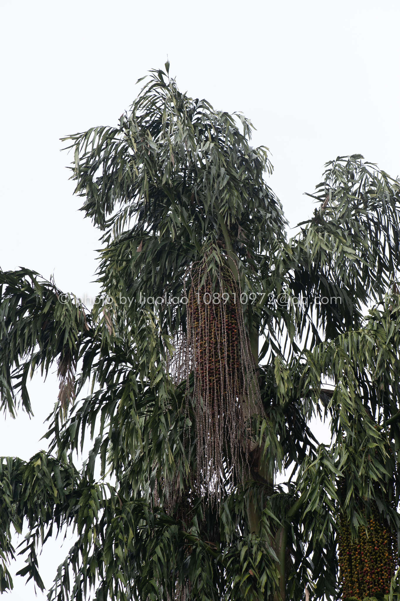 Image of Caryota maxima Blume