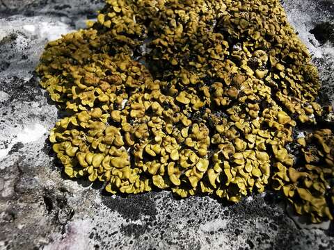 Image of Texas xanthopsorella lichen