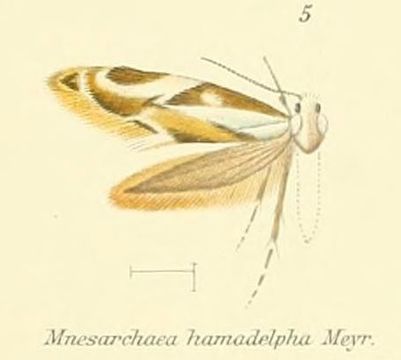 Image of <i>Mnesarchaea hamadelpha</i> Meyrick 1888