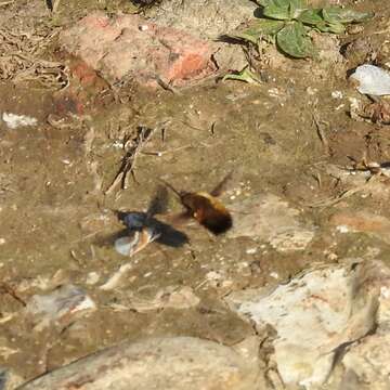 Image de Bombylius discolor Mikan 1796