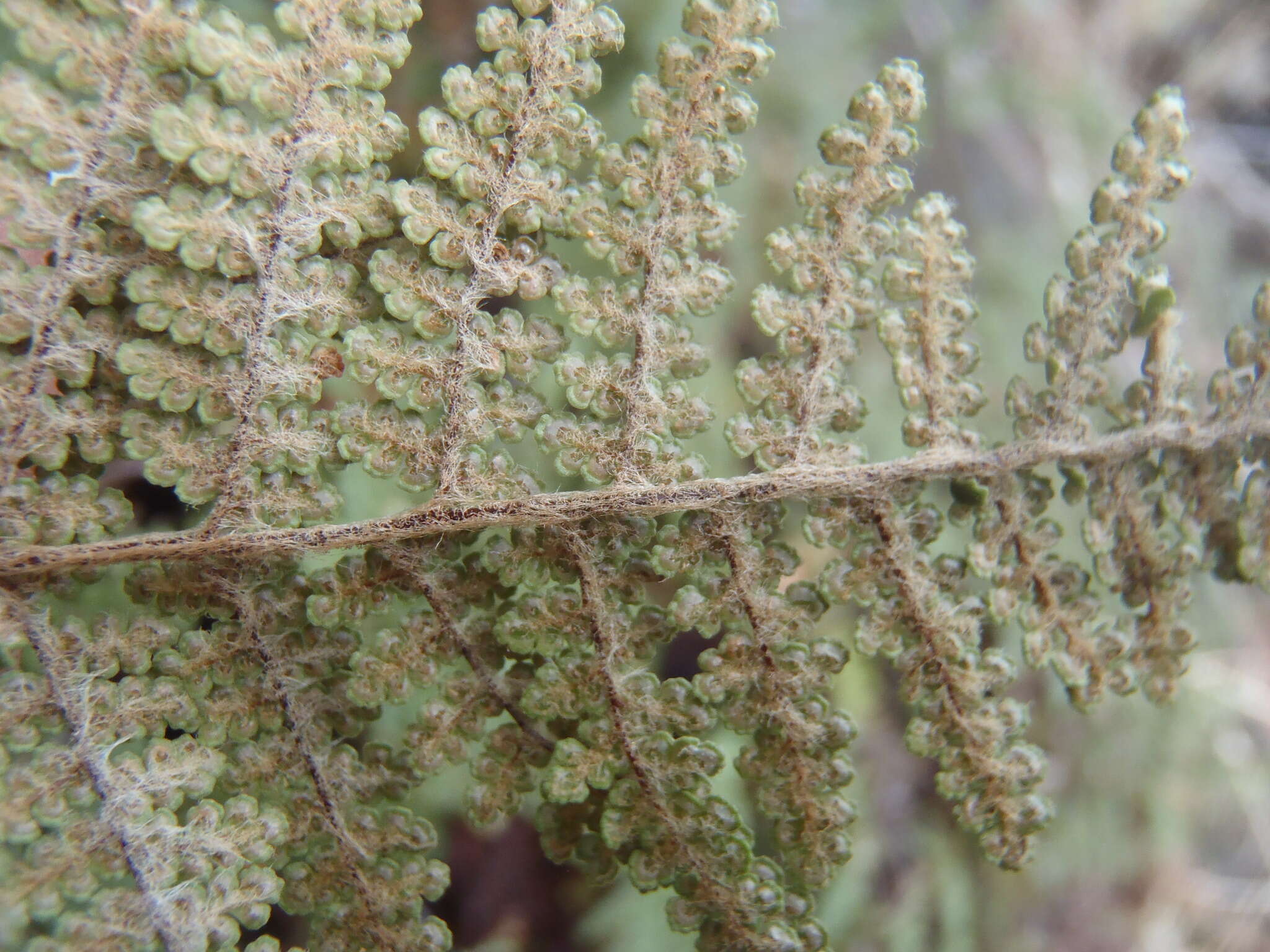 Image of Beaded Lipfern