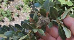 Image of <i>Olearia traversiorum</i>