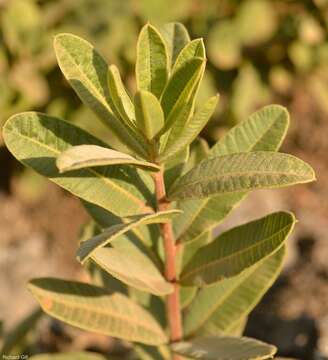 Image of Ozoroa paniculosa (Sond.) R. & A. Fernandes